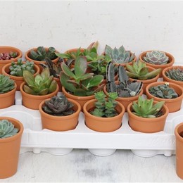 Succulenten Gemengd Showdoos (Суккулент Геменд Шоудос) В505