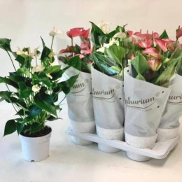 Anthurium Sc Mixed (Антуриум Микс) В6