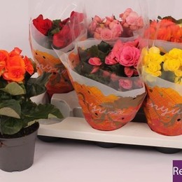 Begonia Du Gemengd (Бегония Ду Геменгд) B14