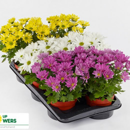 Chrysanth Swifty Gemengd (Хризантема Свифти Геменд) В510
