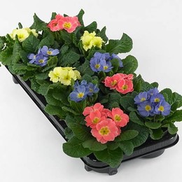Primula Ac Gemengd (Примула Геменд) В10