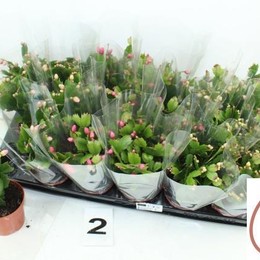 Schlumbergera Gemengd (Шлюмбергера Геменд) В9