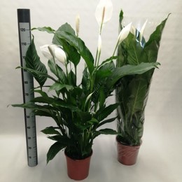 Spathiphyllum Chopin Schaal (Спатифиллум Шопен Шоол) В17