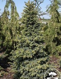 Ель черная Aurea (Ауреа)