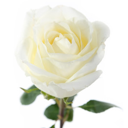 Rose White Chocolate (Роза Вайт Чоклат) B60 SUNSET VALLEY