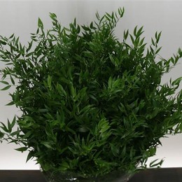 Ruscus Italie (Рускус Италика) В70-100