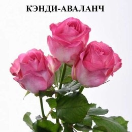 Rosa Gr Avalanche Candy (Роза Гр Аваланж кэнди) В80