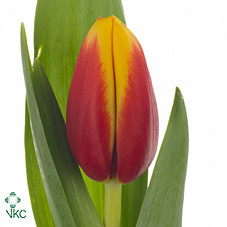 Tulipa En Andre Citroen (Тюльпан Эн Андре Ситроен) В38