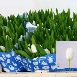 Tulipa En Royal Virgin (Тюльпан Эн Роял Вёрджин) В40
