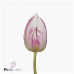 Tulipa En Flaming Prince (Тюльпан Эн Флейминг Принц) В36