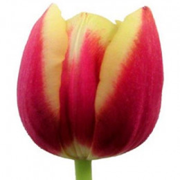 Tulipa En Leen Vd Mark (Тюльпан Эн Лин ВД Марк) В40