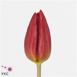 Tulipa En Strong Fire (Тюльпан Эн Стронг Фаер) В45