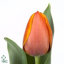Tulipa En Ad Rem (Ан Тюльпан Ад Рем) В40