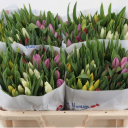 Tulipa en mix(Тюльпан эн Микс)В40