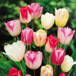 Tulipa en rainbow mix (Тюльпан Эн рейнбоу Микс) В42