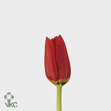 Tulipa En Ben Van Zanten (Тюльпан Эн Бен Ван Зантен) В40