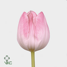 Tulipa En First Class (Тюльпан Эн Ферст Класс) В40
