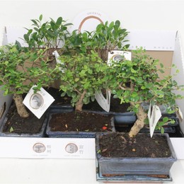 Бонсай Смешанный Om Cera ( Bonsai Mixed Om Cera ) W 20 см H см