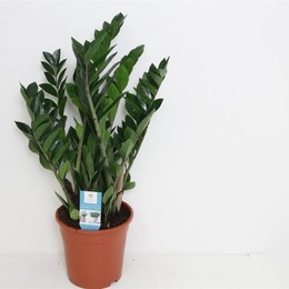 Замиокулькас Замиифол 8 Весна ( Zamioculcas Zamiifol 8 Veer ) W 21 см H см