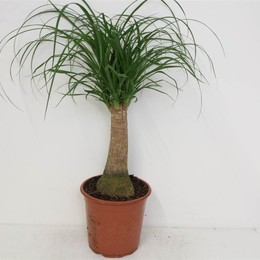 Бокарнея изогнутая ( Beaucarnea Recurvata ) W 21 см H см
