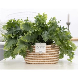 Флебодиум Давана Х2 В Полевой Корзине 7 ( Phlebodium Davana X2 In Fieldbasket 7 ) W 23 см H см