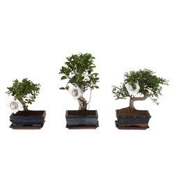 Бонсай, смешанный в керамическом шаре Ume 20 см / s-образной формы с Sa ( Bonsai Mixed In W20cm Cera