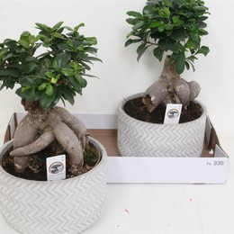 Фикус микрокарпа Женьшень ( Ficus microcarpa Ginseng ) W 23 см H см