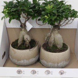 Фикус микрокарпа Женьшень в сфере Rocklook ( Ficus microcarpa Ginseng In Rocklook Sphere ) W 22 см H