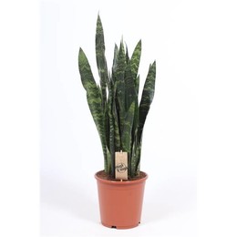 Сансевиерия Черный Коралл ( Sansevieria Black Coral ) W 21 см H см