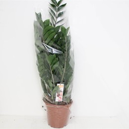 Замиокулькас Замиифол ( Zamioculcas Zamiifol ) W 21 см H см 2