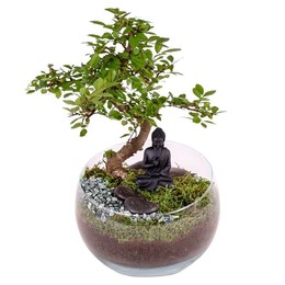 Бонсай s-образной формы смешанный ...15 см в вазе-чаше........20 см ( Bonsai S-shape Mixed W15cm In