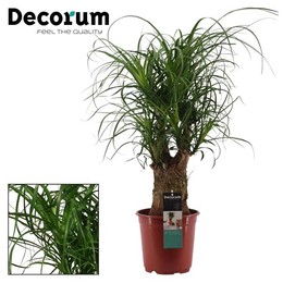 Бокарнея Ветвистая 21 См ( Beaucarnea Branched 21 Cm (decorum) ) W 21 см H см