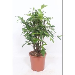 Драцена Суркулоза ( Dracaena Surculosa ) W 21 см H см