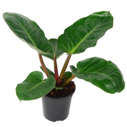 Филодендрон Мелиноний ( Philodendron Melinonii ) W 21 см H см