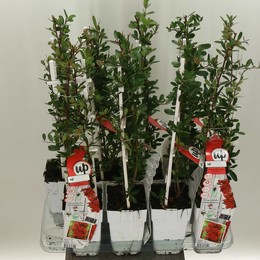 Пираканта Ко Красная Звезда ( Pyracantha Co Red Star ) W 15 см H 65 см