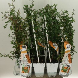 Пираканта Ко Солнечная Звезда ( Pyracantha Co Sunny Star ) W 15 см H 65 см