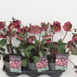 Хеллеборус красный Анны ( Helleborus Anna S Red ) W 19 см H 50 см