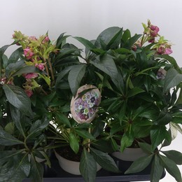 Хеллеборус Дакайя 20+ ( Helleborus Dacaya 20+ ) W 19 см H 50 см