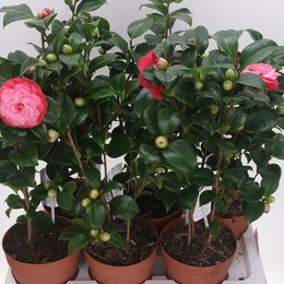 Камелия Ja Pr Baciocch ( Camellia Ja Pr Baciocch ) W 17 см H 60 см