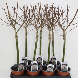 Саликс На Финише Хакуро ( Salix In Hakuro Nish ) W 14 см H 70 см