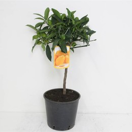 Фортунелла Маргарита ( Fortunella Margarita ) W 22 см H 70 см