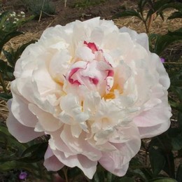 Paeonia  L Vogue (Пион Л Вог) В45