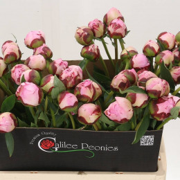Paeonia Sarah Bernhardt (Пион Сара Бернар) В60