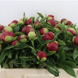 Paeonia red charm (Пион Ред Шарм) В55