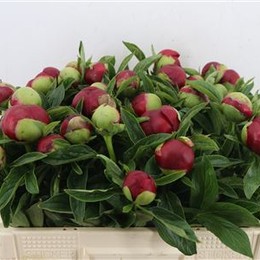 Paeonia red charm (Пион Ред шарм) В50