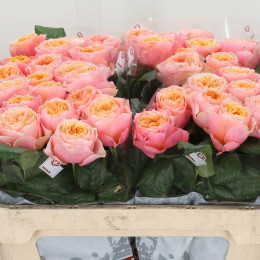 Rosa gr vuvuzela (Роза гр Вувузела) В60