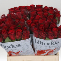 Rosa Gr Rhodos (Роза Гр Родос) В60