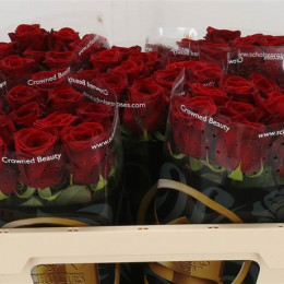Rosa Gr Red Naomi! (Роза Гр Ред Наоми) В50