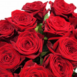 Rosa Gr Red Naomi (Роза Гр ред Наоми) В60