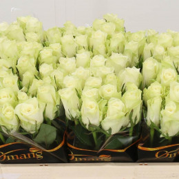 Rosa Gr Athena (Роза Гр Афина) В40